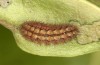 Adscita statices: Halbw&uuml;chsige Raupe im Fr&uuml;hjahr (e.o. Nordgriechenland, Westmakedonien, Sissani n&ouml;rdlich Siatista, Eiablage im Juni 2024) [S]
