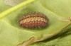 Adscita statices: Halbw&uuml;chsige Raupe im drittletzten Stadium (e.o. Nordgriechenland, Westmakedonien, Sissani n&ouml;rdlich Siatista, Eiablage im Juni 2024) [S]