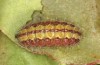 Adscita statices: Raupe im vorletzten Stadium (e.o. Nordgriechenland, Westmakedonien, Sissani n&ouml;rdlich Siatista, Eiablage im Juni 2024) [S]