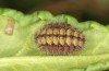 Adscita statices: Raupe im letzten Stadium (e.o. Nordgriechenland, Westmakedonien, Sissani n&ouml;rdlich Siatista, Eiablage im Juni 2024) [S]