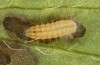 Adscita dujardini: Raupe L2 (e.o. Wallis, Stalden, Eiablage Anfang Juli 2024) [S]