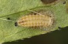 Adscita dujardini: Raupe L2 (e.o. Wallis, Stalden, Eiablage Anfang Juli 2024) [S]