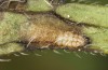 Adscita dujardini: Raupe L2 (e.o. Wallis, Stalden, Eiablage Anfang Juli 2024) [S]
