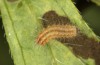 Adscita dujardini: Raupe L3 (e.o. Wallis, Stalden, Eiablage Anfang Juli 2024) [S]
