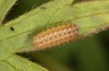 Adscita dujardini: Raupe L3 (e.o. Wallis, Stalden, Eiablage Anfang Juli 2024) [S]