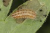 Adscita dujardini: Raupe L4 (e.o. Wallis, Stalden, Eiablage Anfang Juli 2024) [S]