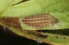 Adscita dujardini: Raupe L4 (e.o. Wallis, Stalden, Eiablage Anfang Juli 2024) [S]