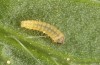 Adscita dujardini: Raupe L1 (e.o. Wallis, Stalden, Eiablage Anfang Juli 2024) [S]