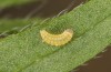 Adscita dujardini: Raupe L1 (e.o. Wallis, Stalden, Eiablage Anfang Juli 2024) [S]