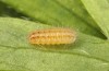 Adscita dujardini: Raupe L2 (e.o. Wallis, Stalden, Eiablage Anfang Juli 2024) [S]