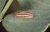 Zygaena angelicae: Young larva in the diapause skin of a first hibernation (ssp. elegans, S-Germany, Bad Urach, 2020)