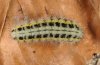Zygaena angelicae: Larva (ssp. elegans, May 2011) [N]