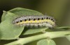 Zygaena angelicae: Half-grown larva after the hibernation (ssp. elegans, S-Germany, Bad Urach, 2021)