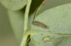Zygaena angelicae: Young larva L1 (ssp. elegans, S-Germany, Bad Urach, 23. July 2020) [N]