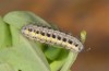 Zygaena angelicae: Half-grown larva after the hibernation (ssp. elegans, S-Germany, Bad Urach, April 2011)