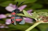 Zygaena ephialtes: Weibchen (Memmingen, 21. Juli 2019) [N]