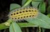 Zygaena ephialtes: Raupe (Tirol, Fliess bei Landeck, Mai 2014) [M]