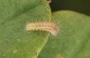 Zygaena ephialtes: Larva L1 (e.o., S-Germany, Memmingen, oviposition in July 2022) [S]