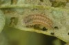 Zygaena ephialtes: Larva L1 (e.o., S-Germany, Memmingen, oviposition in July 2022) [S]