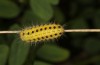Zygaena ephialtes: Larva in the penultimate instar (S-Germany, Memmingen, 20. May 2023) [N]
