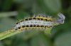 Zygaena ephialtes: Half-grown larva (e.o. Olympus, Greece) [S]