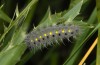 Zygaena erythrus: Larva (Abruzzes, L