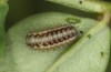 Zygaena exulans: Larva L2 (e.l., F1-breeding, Switzerland, Valais, Täschalpe, larvae in late May 2023) [S]