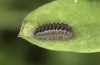 Zygaena exulans: Larva L3 (e.l., F1-breeding, Switzerland, Valais, Täschalpe, larvae in late May 2023) [S]