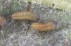 Zygaena exulans: Larvae L1 (e.l., F1-breeding, Switzerland, Valais, Täschalpe, larvae in late May 2023) [S]