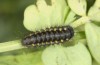 Zygaena exulans: Larva L4 (e.l., F1-breeding, Switzerland, Valais, Täschalpe, larvae in late May 2023) [S]