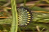 Zygaena exulans: Half-grown larva which still has to undergo one more hibernation (Switzerland, Valais, Täschalpe, 18. June 2022) [N]