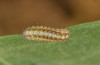 Zygaena exulans: Larva L1 (e.l., F1-breeding, Switzerland, Valais, Täschalpe, larvae in late May 2023) [S]