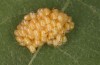 Zygaena exulans: Eggs (e.l. Switzerland, Valais, Täschalpe, larvae in late May 2023) [S]