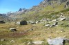 Zygaena exulans: Habitat (Österreich, Silvretta, 11. September 2010) [N]