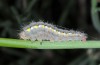 Zygaena fausta: Larva (Andalusia, Cabo de Gata, late March 2015) [N]