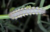Zygaena fausta: Larva (Andalusia, Cabo de Gata, late March 2015) [N]