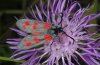 Zygaena filipendulae: Adult (eastern Swabian Alb, Southern Germany) [N]