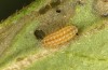 Adscita geryon: L1 Raupe (e.o. Schweiz, Ofenpassgebiet, Eiablage Ende Juli 2024) [S]