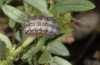 Adscita geryon: Raupe im vorletzten Stadium im Frühjahr (e.o. Ostalb, Heidenheim, Eiablage Mitte Juli 2006) [S]