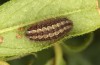 Adscita geryon: Raupe im vorletzten Stadium (e.o. Schweiz, Ofenpassgebiet, Eiablage Ende Juli 2024) [S]