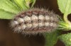 Adscita geryon: Raupe im letzten Stadium (e.l. S&uuml;ddeutschland, Heidenheim/Brenz, Raupenfund Anfang April 2024) [S]