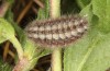 Adscita geryon: Raupe im letzten Stadium (e.l. S&uuml;ddeutschland, Heidenheim/Brenz, Raupenfund Anfang April 2024) [S]