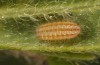 Adscita geryon: Larva L2 (e.o. S-Germany, eastern Swabian Alb, Heidenheim, oviposition in mid-July 2022) [S]