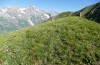 Adscita geryon: Habitat with Helianthemum alpestre (&Ouml;sterreich, Gro&szlig;glocknergebiet, Ende Juli 2024) [N]