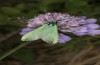 Jordanita globulariae: Male (S-Germany, Heidenheim-Fleinheim, 7. July 2023) [N]