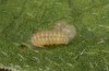 Jordanita globulariae: Larva L2 (e.o. S-Germany, Heidenheim-Fleinheim, oviposition on 7. July 2023) [S]