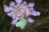 Jordanita globulariae: Female (S-Germany, Heidenheim-Fleinheim, 7. July 2023) [N]