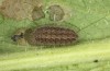 Jordanita globulariae: Raupe L5 (e.o. Ostalb, Heidenheim-Fleinheim, Eiablage am 7.7.2023) [S]