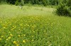 Jordanita globulariae: Habitat, here with Inula salicina and in the surrounding grassland only Buphthalmum salicifolium (S-Germany, Heidenheim-Fleinheim, late June 2023) [N]