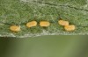 Jordanita globulariae: Ei (Ostalb, Heidenheim-Fleinheim, 7.7.2023)